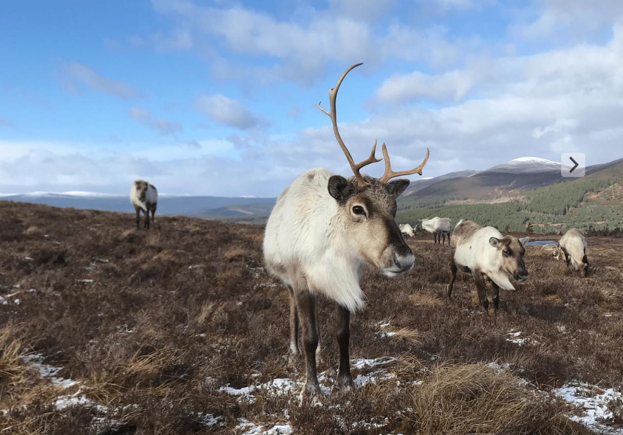 The * Aviemore