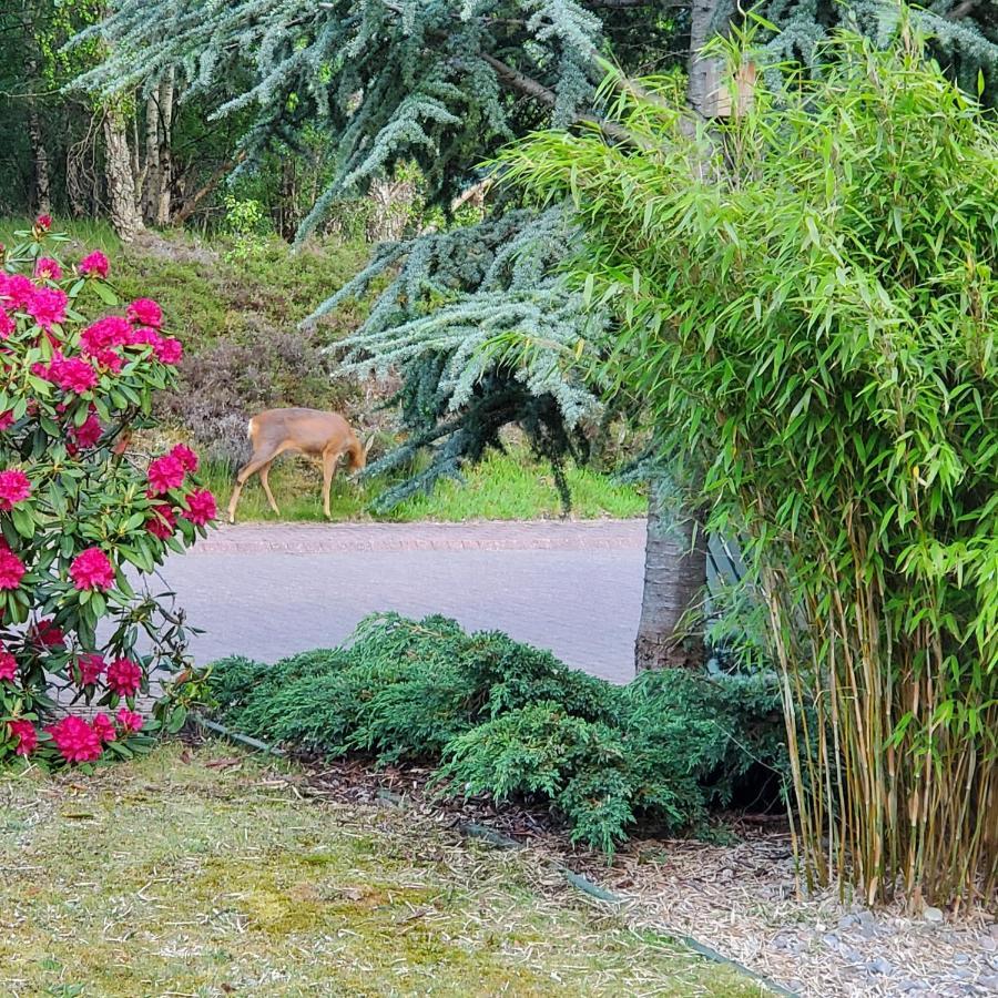 Bungalow, Dalfaber Holiday home *