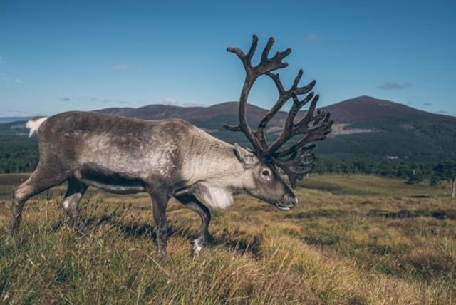 Holiday home Stag's Hide *