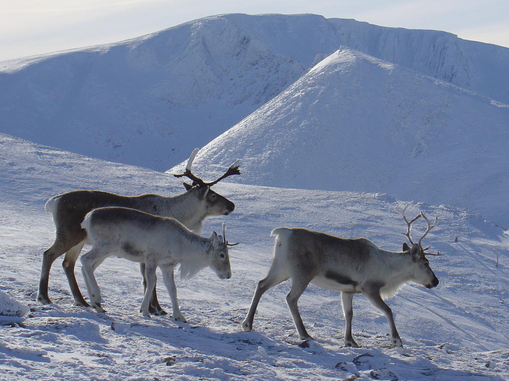 Silverglades Homes Aviemore